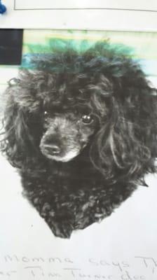 Her momma calls her Tina Turner.Poodles vary in style