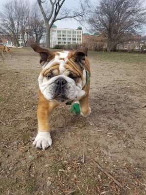 Oz running around with his doggie buddies having fun with The Fetching Hound team.