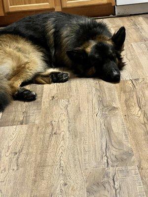 Beginning of beautiful flooring in busy beach side condo.  Amongst vacationing family with precious pups ....