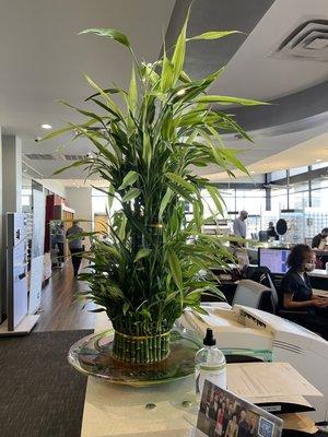 A beautiful lucky bamboo plant that accents their office.