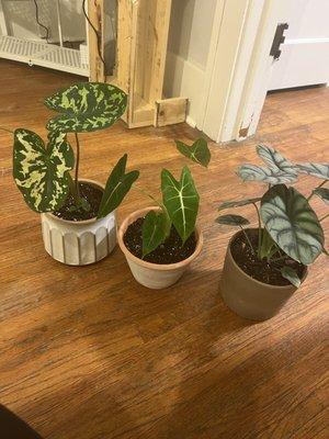 Caladium Hilo Beauty, Alocasia Frydek, Alocasia Silver Dragon, pots are not from Oak Creek