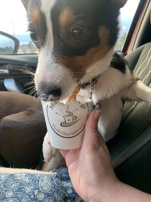 pup cup