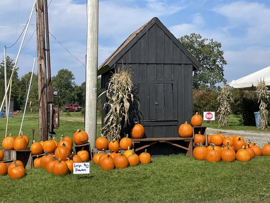 Lots of pumpkins to choose from