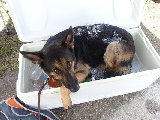 Cooling off after a hard days work!