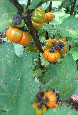 Ornamental pumpkin plant