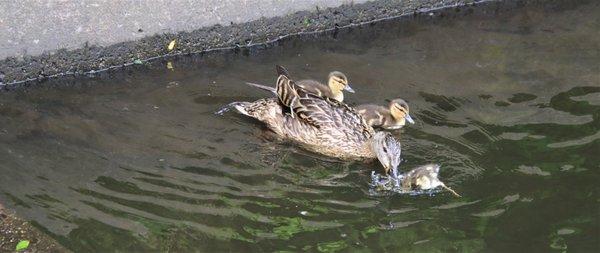 Duck and ducklings