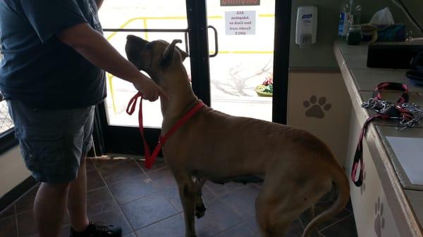 Bessie is leaving to the Great Dane Rescue of North Texas!!!