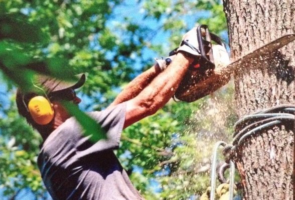 Suffern Tree safely removing tree in Rockland County, NY