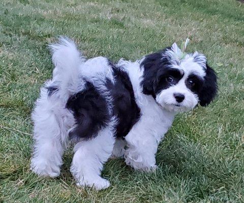 Great puppy trim