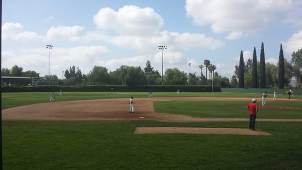 Grass infield and ivy bushes on the outfield!