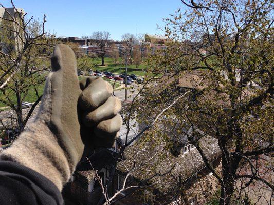 Preserving 100yr old Black Locust near University Of Cincinnati main campus.  ~70'