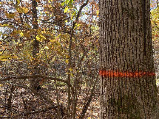 White Oak marked for harvest.