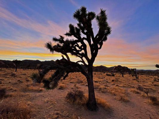 Joshua Tree Film Location - Mr. Location Scout