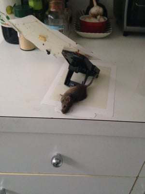 dead mice in trap at an apt this realty firm rented