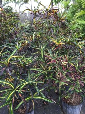 Crotons of different varieties and sizes, some 10' tall