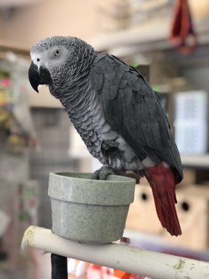 African Grey