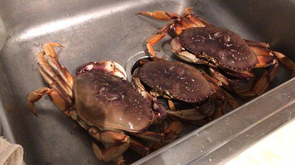 $13 per pound today. And can't finish the cooked crabs he cooked..