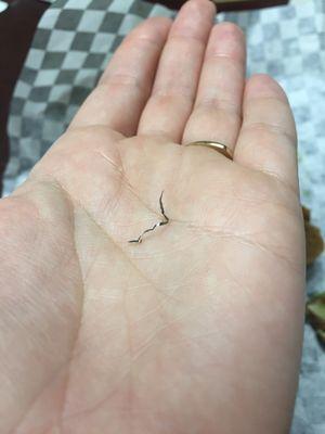 Piece of metal I discovered as I bit into the second half of my sandwich.