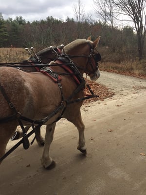 Pair of Driving Halflinger colts