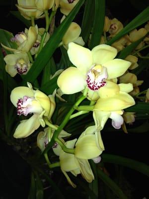 Beautiful orchids!