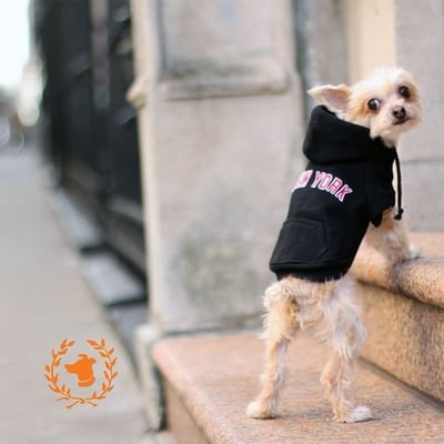 Puppy Mill Rescue and Instagram Famous dog @EllaBeantheDog Looking back at it in Canine Styles I love New York Hoodie!