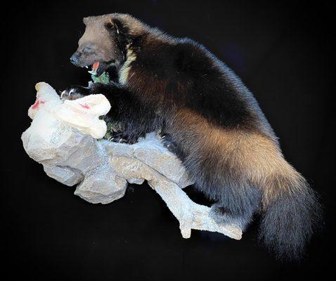 Naturally Wild Taxidermy