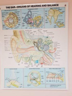 Coastal Carolina Otolaryngology & Audiology