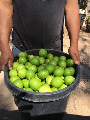 We use freshly cut, organic ingredients grown from our Ranch in Rainbow Ca