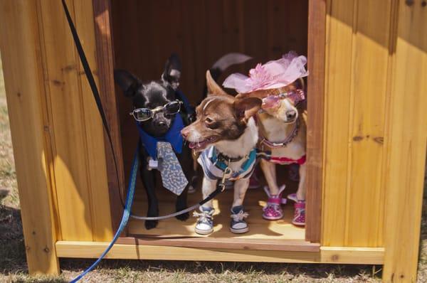 Wilson with his new brother Thai and sister Boba (www.BobaTheDog.com)