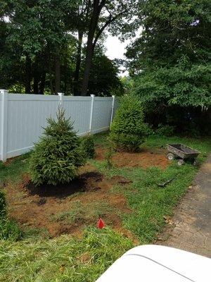 Planted few pine trees