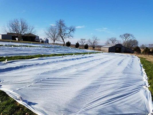 We had to cover our strawberries from the cold nights!