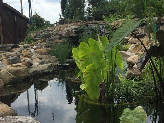 Pond Plants