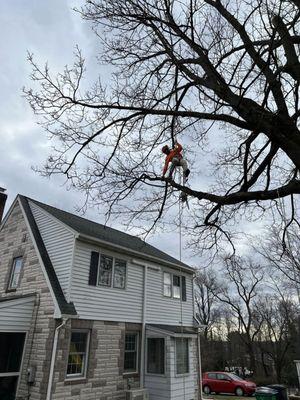 A Cut Above Tree Experts