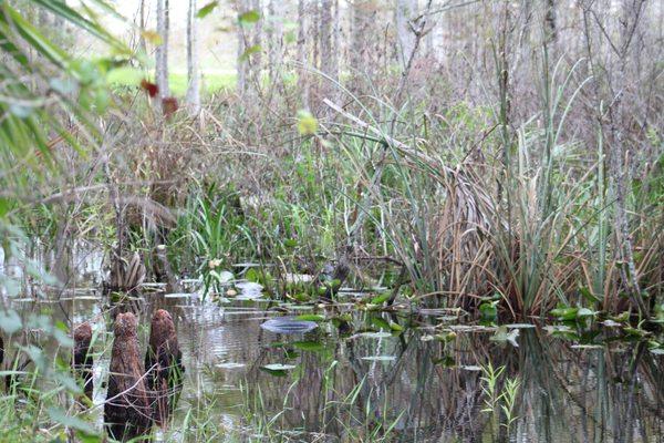 Loxahatchee Slough Natural Area