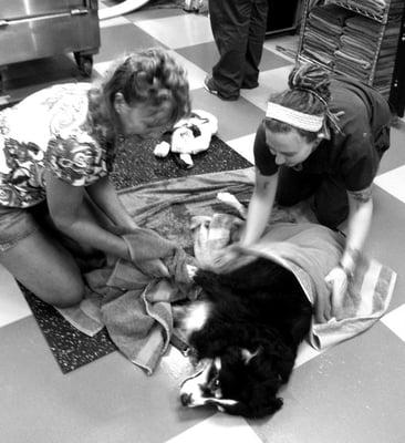 Our technician Sarah helps dry a dog after completion of hydrotherapy!