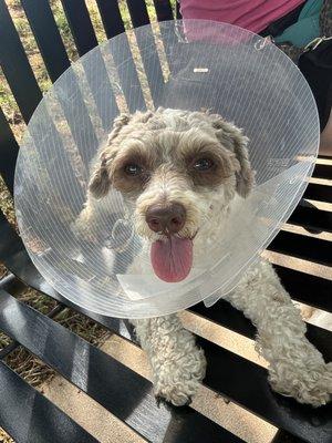 So sad she is in so much pain from vaccines plus having this cone on her head and tail pain!!!!!!!!!!!!!