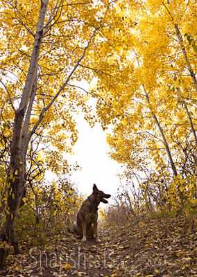 German shepherd with fall birches, Roseville MN