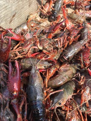 Live Crawfish