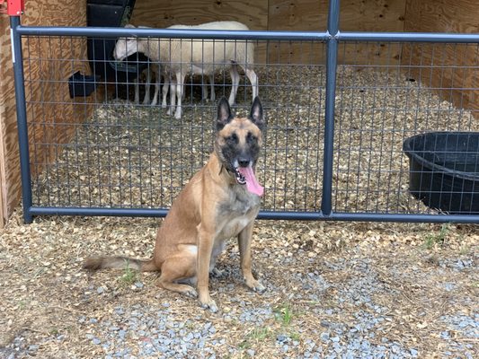 Wafel is learning how to put the Sheep away.