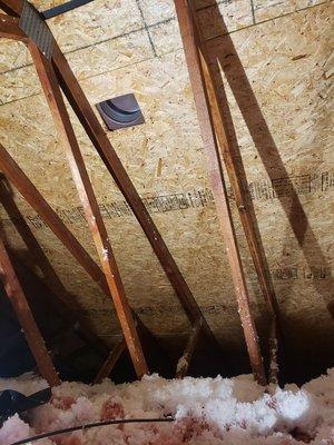 Successful removal of mold in the attic