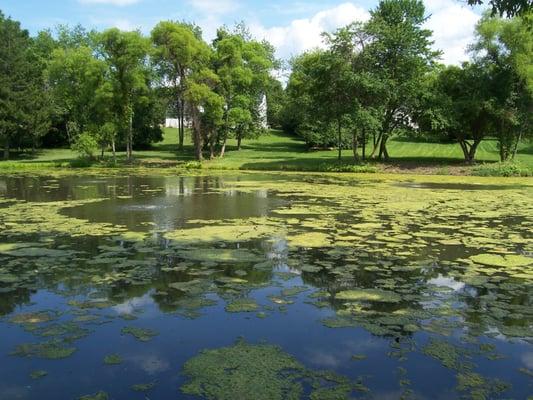 Pond without a Clean-Flo system