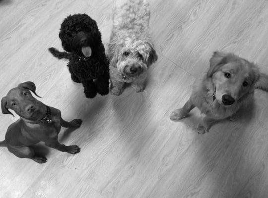 Puppy training at day care.