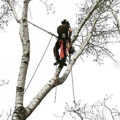 Smith Tree Service