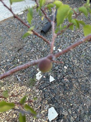 First baby apricot