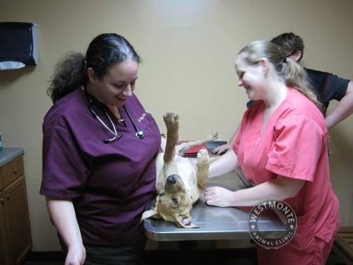 Westmonte Animal Clinic