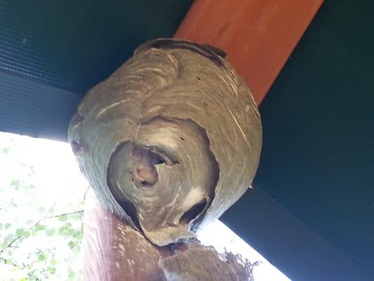 Wearing my protective bee suit and watching them swarm my veil as I applied pesticide dust, this is a picture of the nest on a play-set.