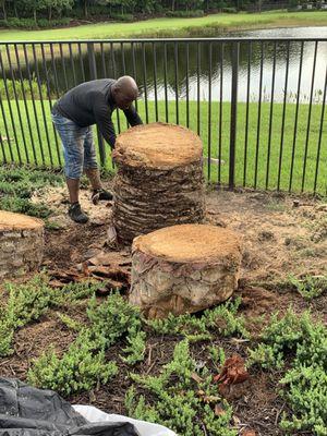 Cutting down dead Canary Island Date Palm which were incorrectly installed by @SouthCoastGrowers