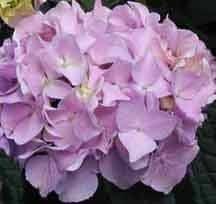 This is how my Hydrangea looks, except the leaves are turning yellow.