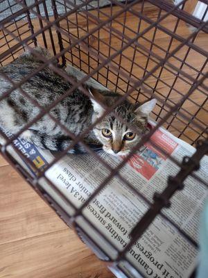 Feral kitty Post-Op that ADL "missed" clipping the L ear to identify her as sterile.