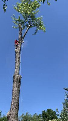 Caballeros Tree Service and Landscaping